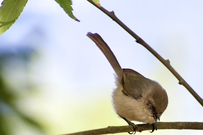 brown bird on brown tree branch