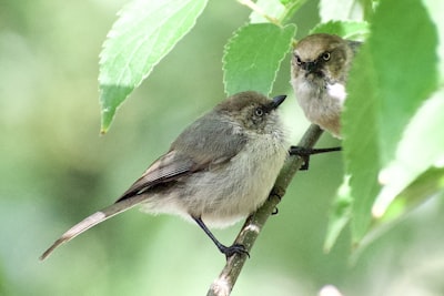 white and black bird on green leaf