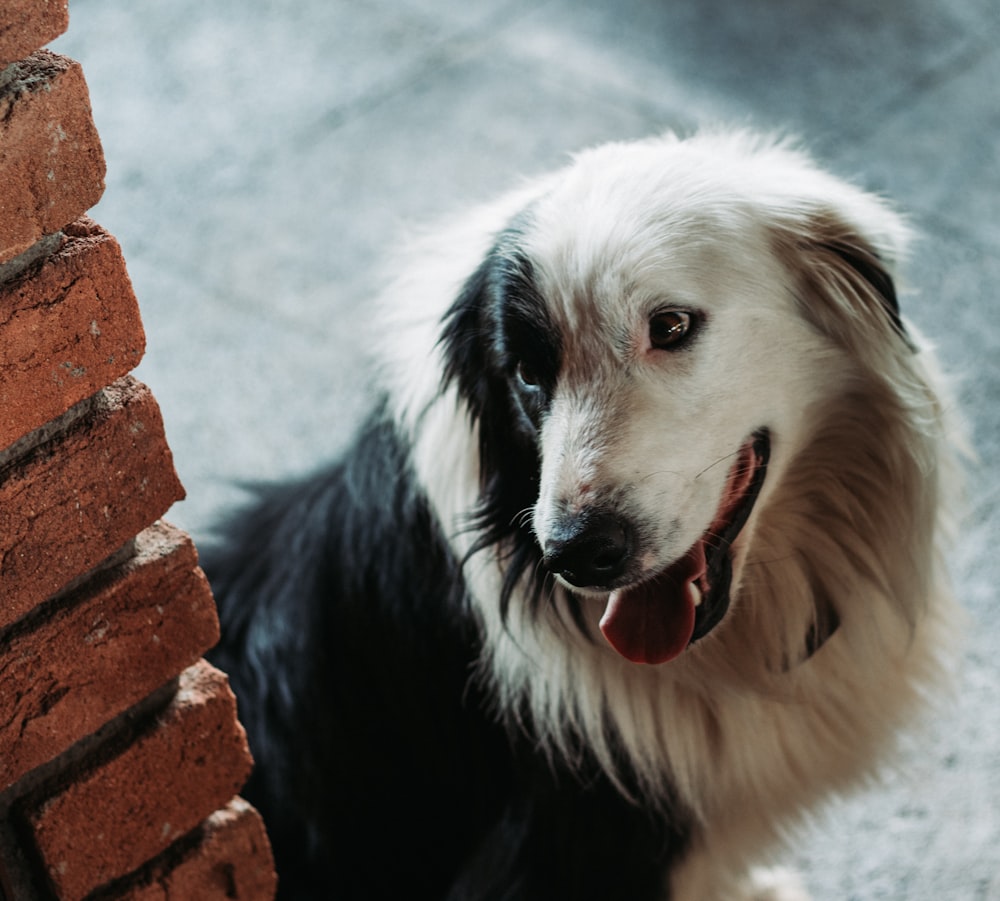 white and black long coated dog on brown brick