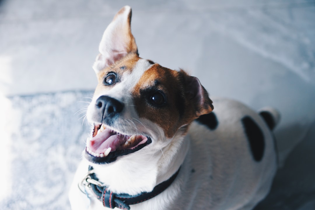 How a Dogs Dental Health Reveals Their True Age