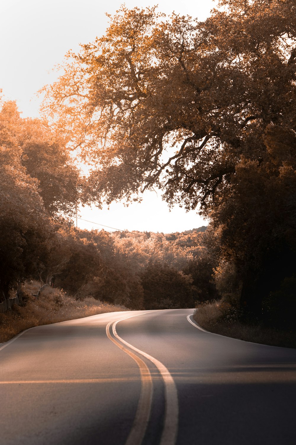 gray asphalt road between trees during daytime