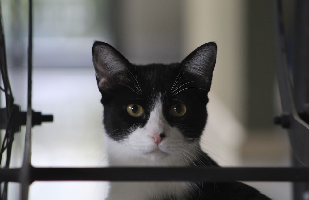 tuxedo cat on black table