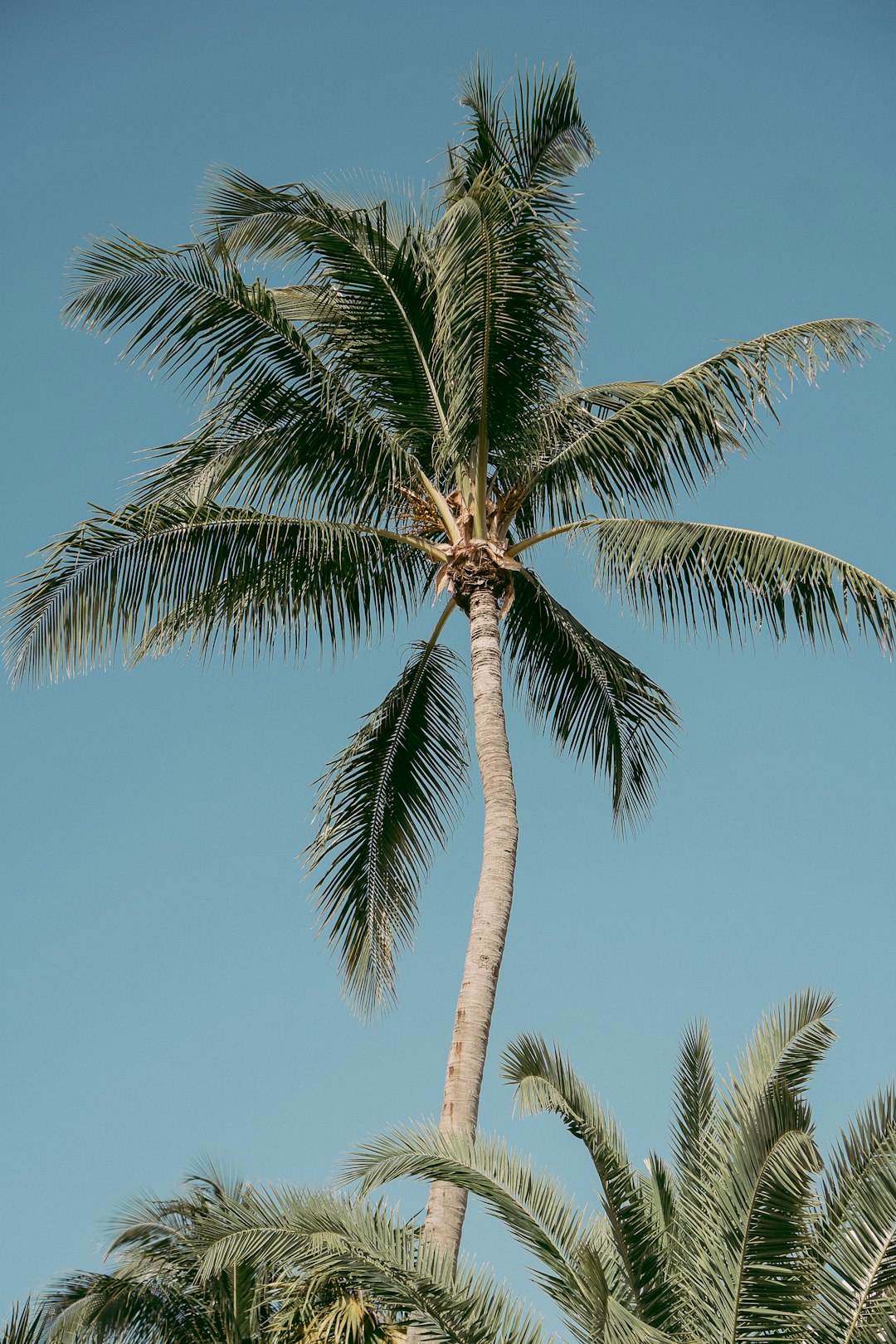 green palm tree under blue sky during daytime