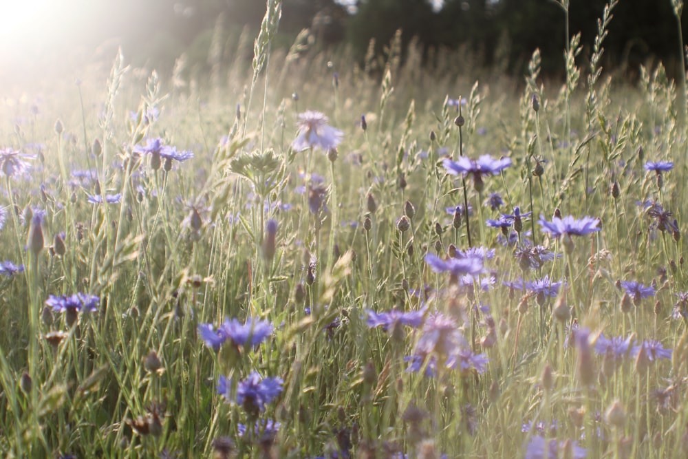 purple flowers in tilt shift lens