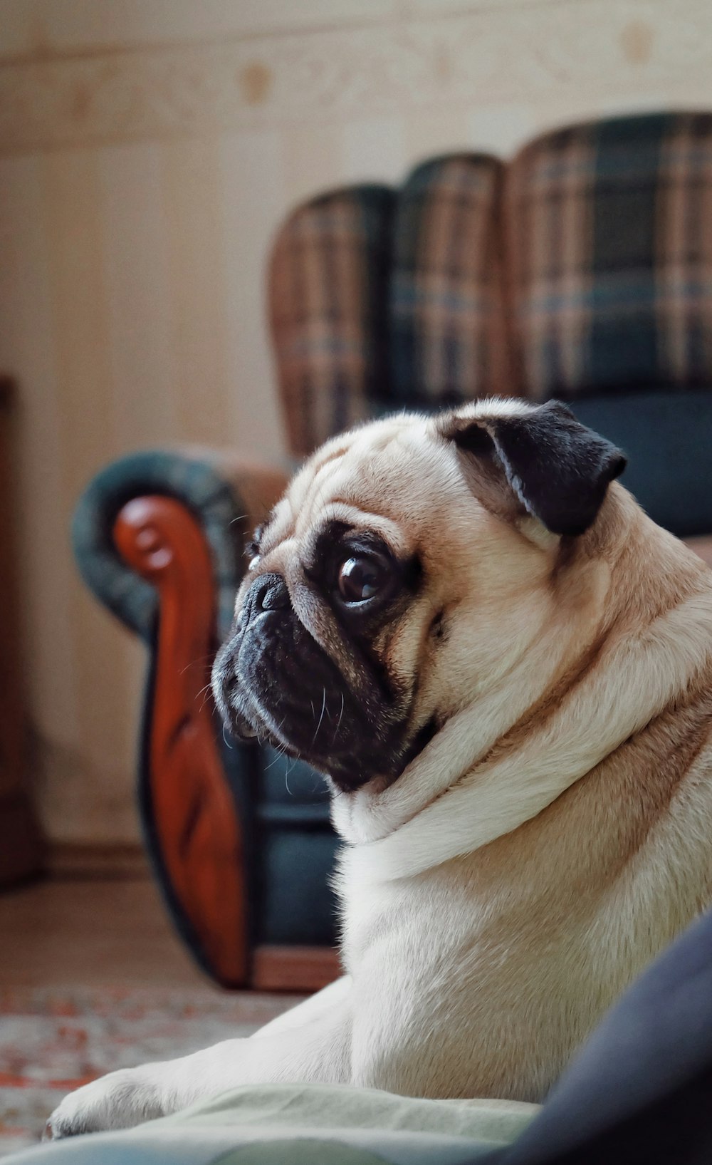 fawn pug on brown wooden floor