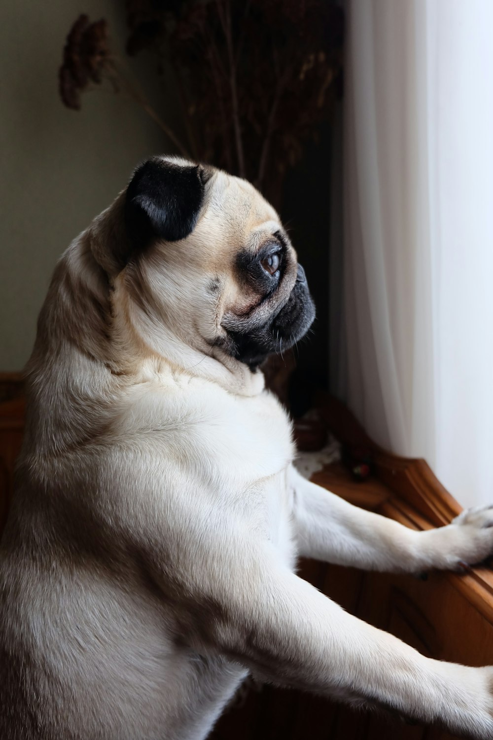 fawn pug on brown wooden table