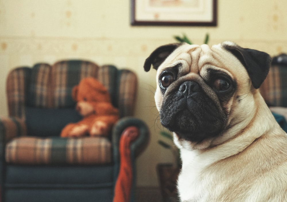 fawn pug sitting on red and brown sofa