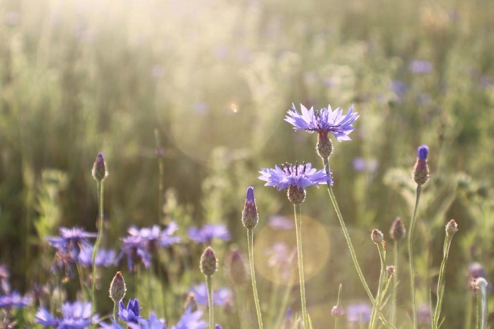 purple flower in tilt shift lens