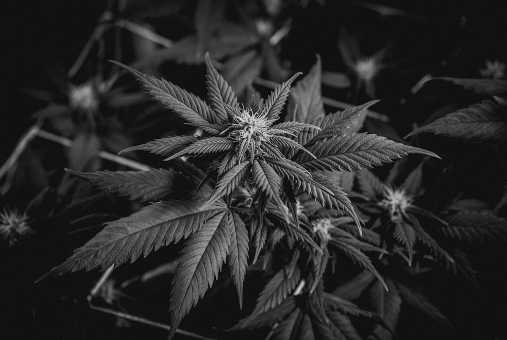 grayscale photo of leaves in dark room