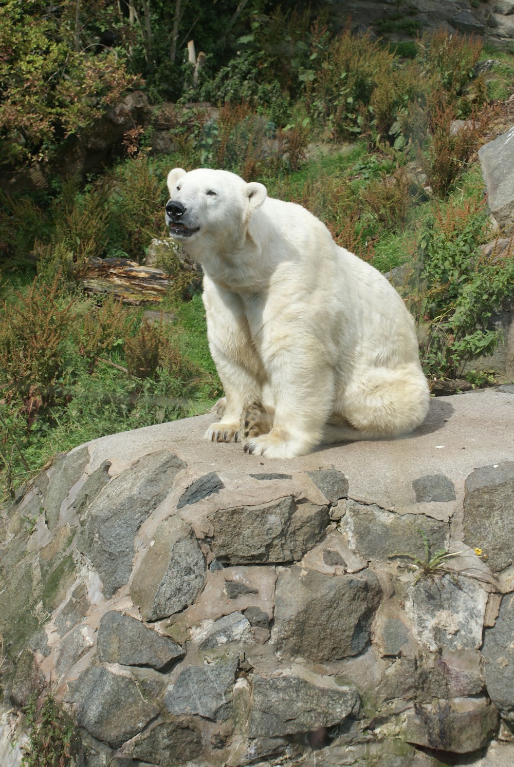 polar bear on gray rock
