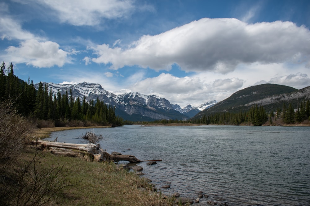 green trees near lake under white clouds and blue sky during daytime