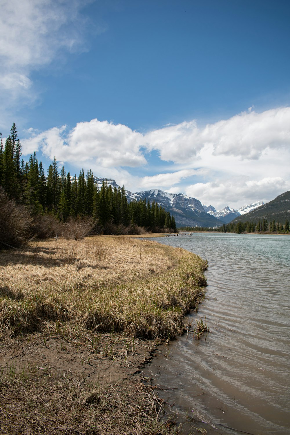 green trees near lake under white clouds and blue sky during daytime