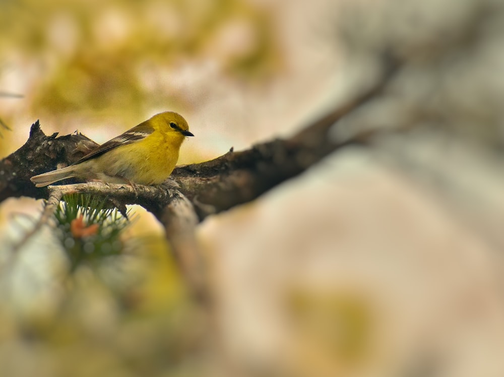 yellow and black bird on tree branch