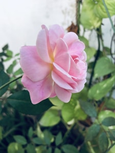 Kit Beleza Rosé