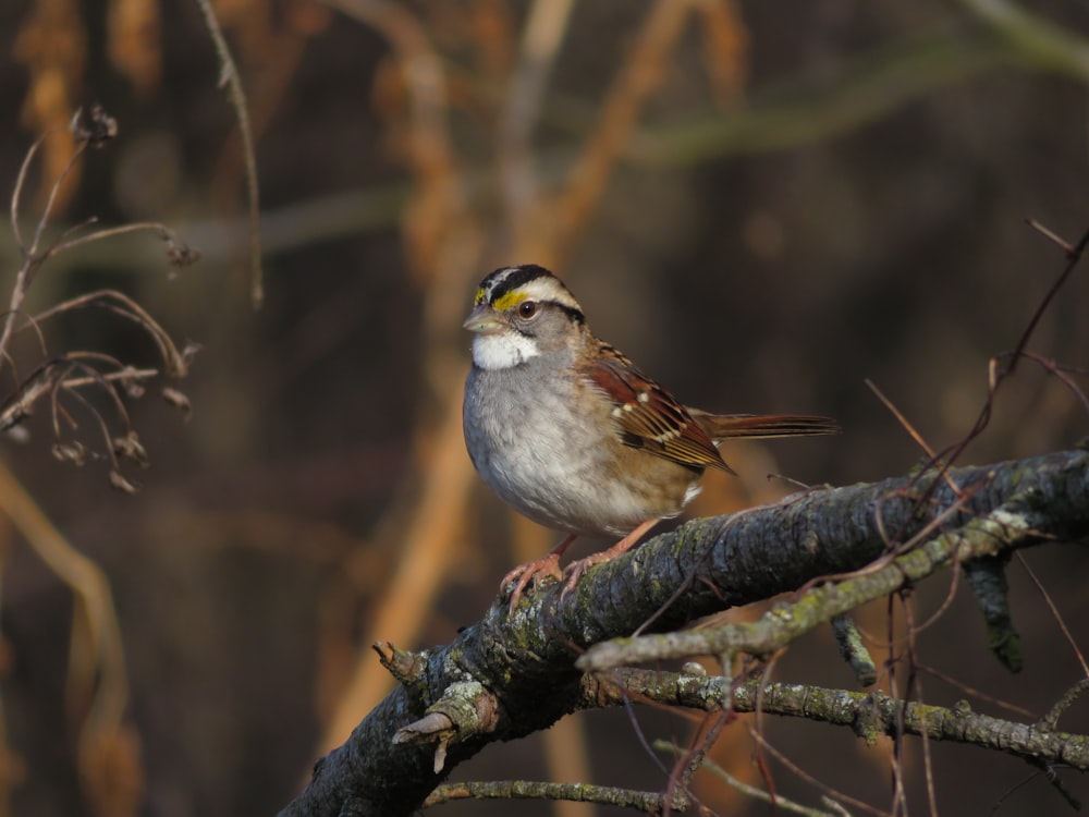 white and brown bird on tree branch