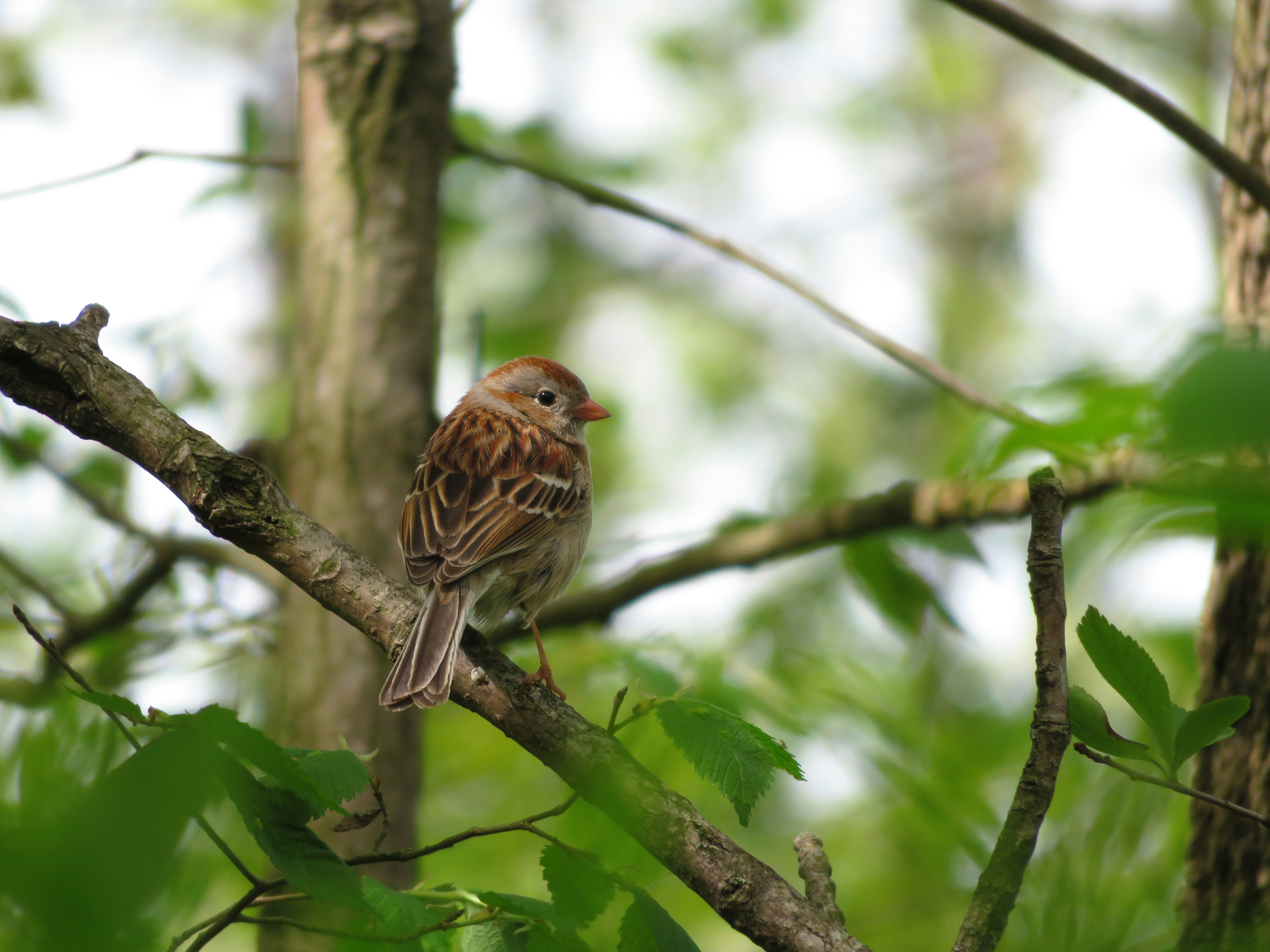 A small brown bird perched on a branch amid green leaves, with a soft background of forest. This is a natural wildlife shot focusing on the subject's stance and plumage.