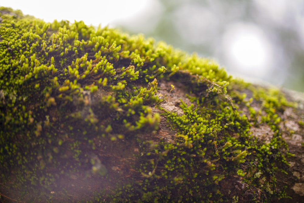 green moss on brown tree trunk