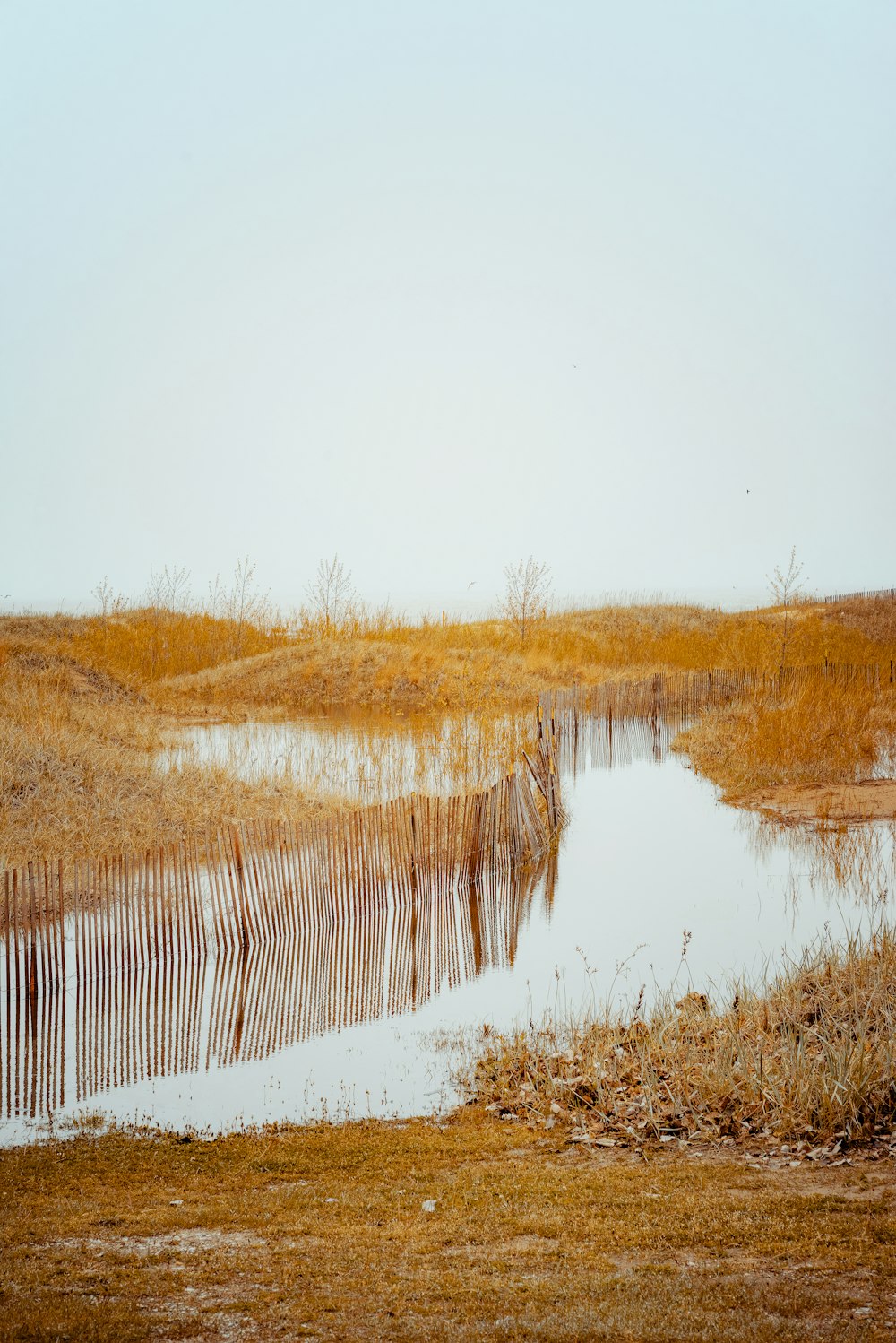 brown grass near lake during daytime