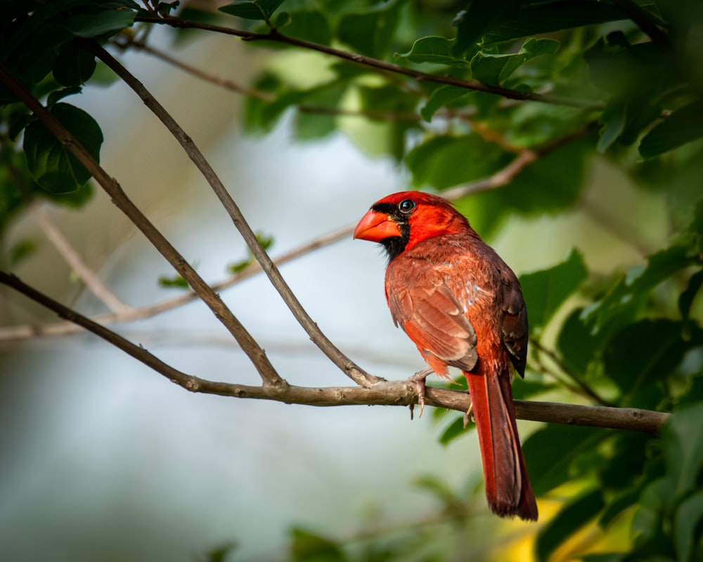red and brown bird on tree branch