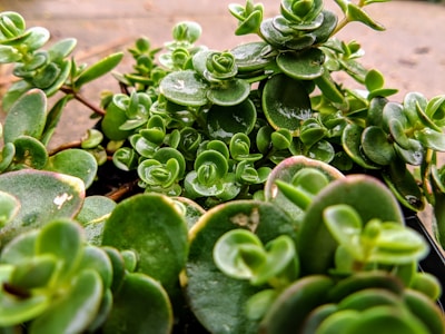 A close-up of water-efficient plants in a sustainable landscape setting.