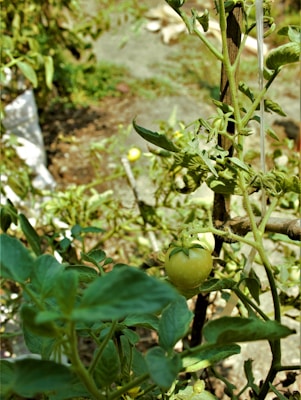 A close-up view of a garden scene with a green tomato growing on the vine. The plant has lush green leaves and is supported by a wooden stake. The background shows some soil and more foliage, with sunlight casting shadows on the scene.