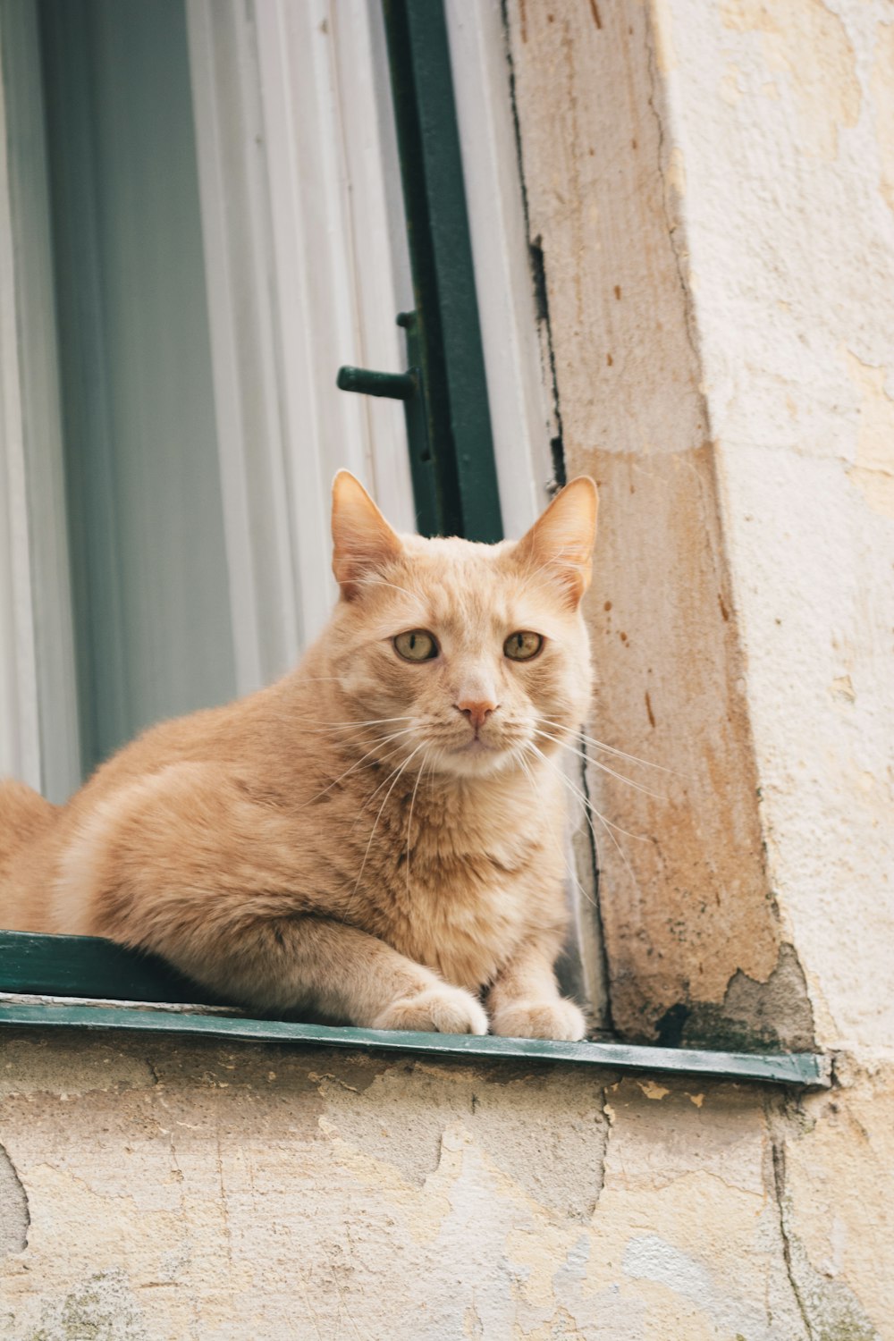 orange tabby cat on window