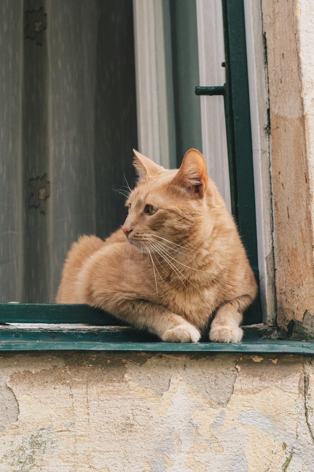 orange tabby cat on window