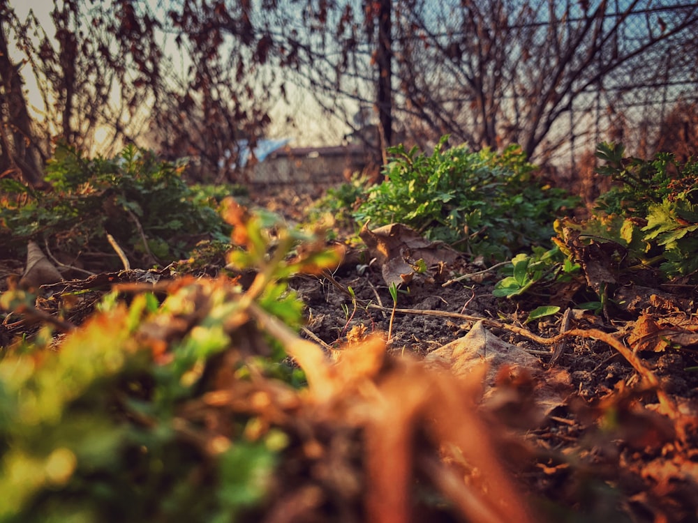 green grass and brown dried leaves