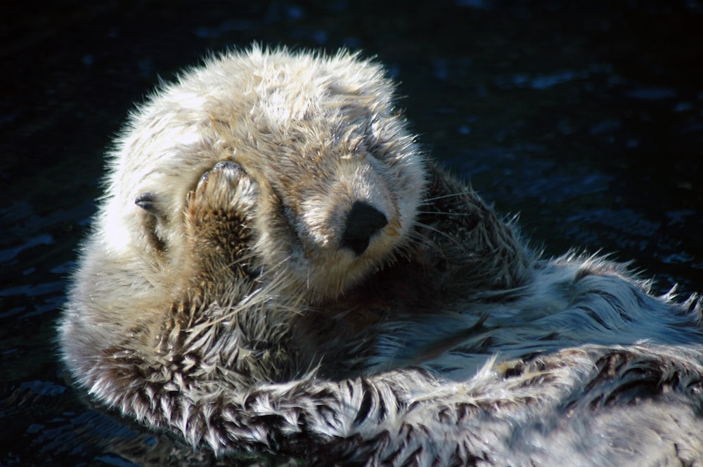 white and brown seal on water