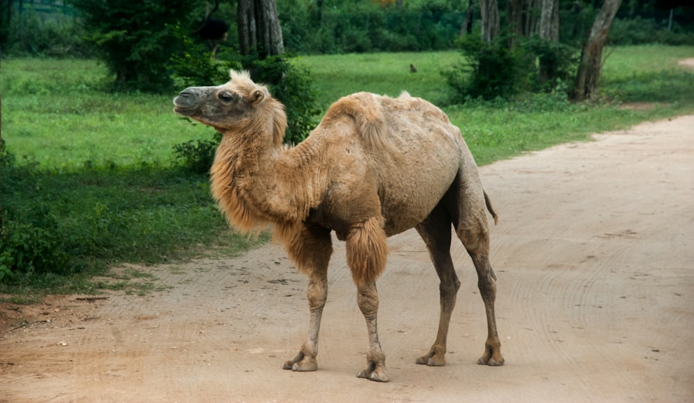 cammello marrone su sabbia marrone durante il giorno
