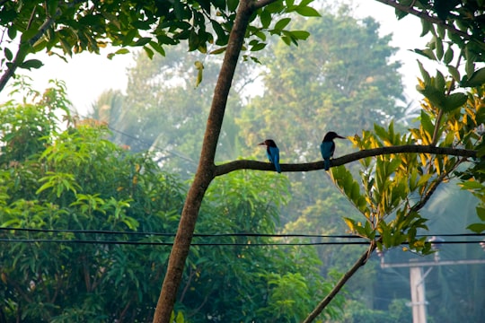 blue and black bird on tree branch during daytime in Padukka Sri Lanka