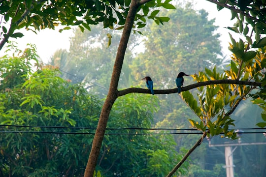 photo of Padukka Jungle near Colombo