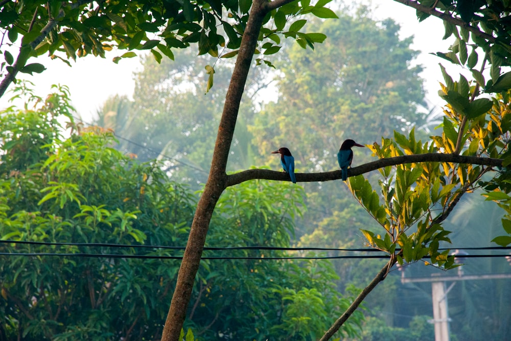 blue and black bird on tree branch during daytime