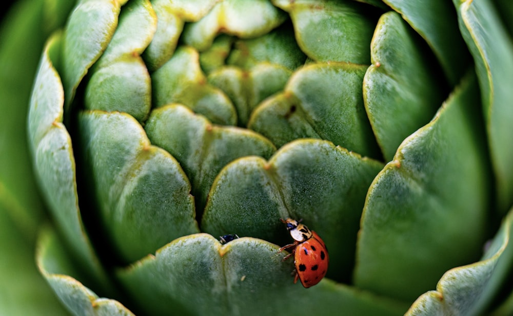 red ladybug on green plant