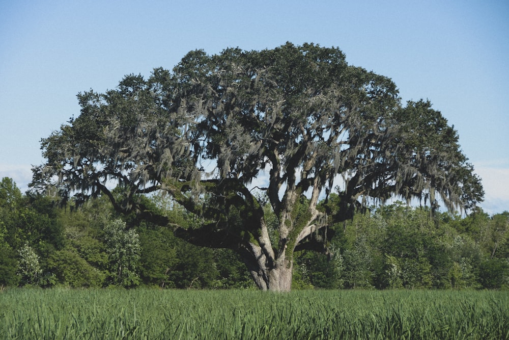 arbre vert sur un champ d’herbe verte pendant la journée