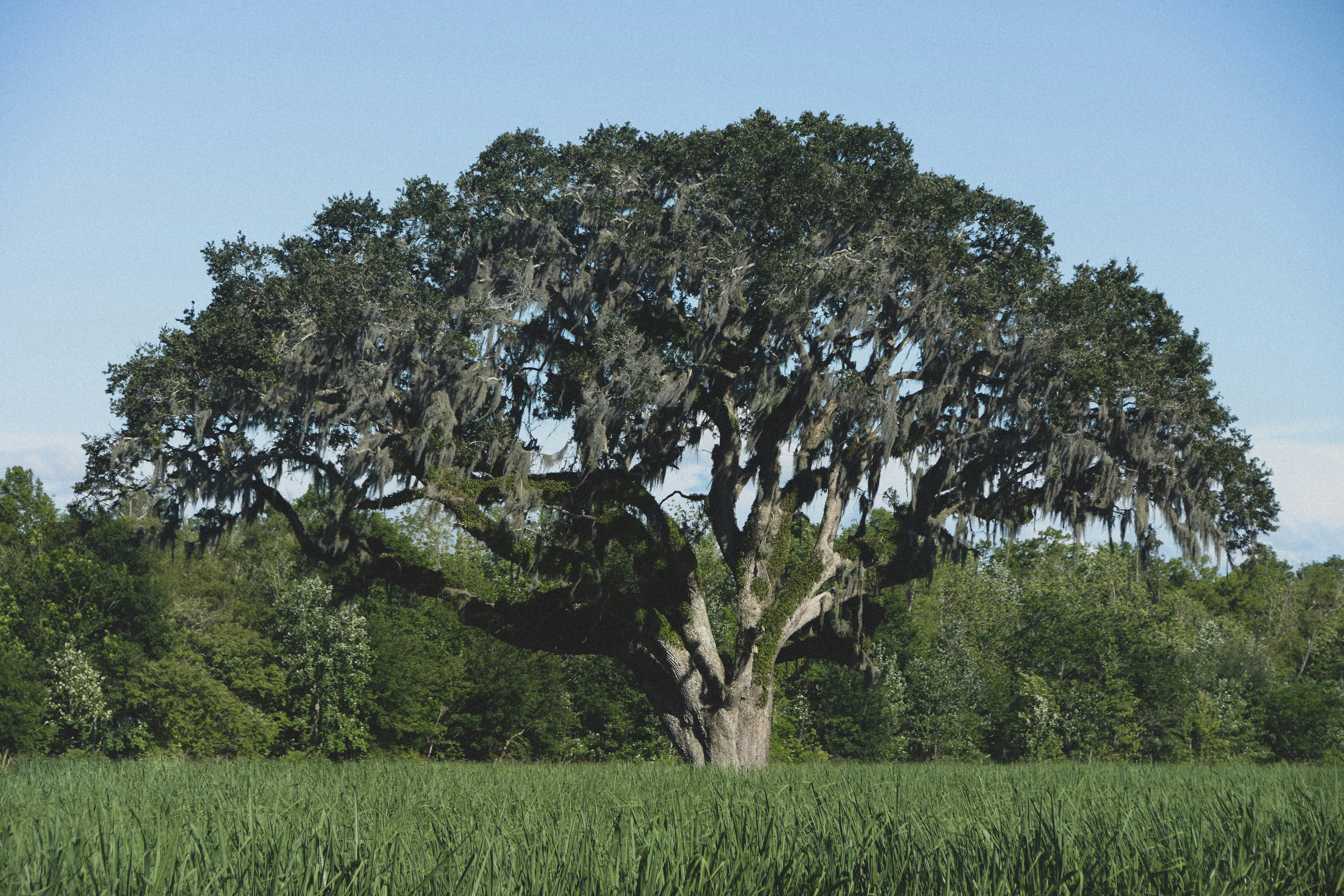 Oak tree in a sugar cane field deep in Louisiana.