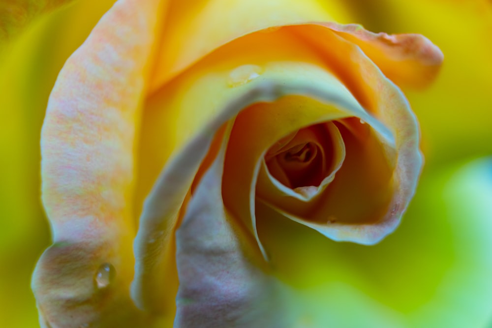 yellow rose in bloom with dew drops