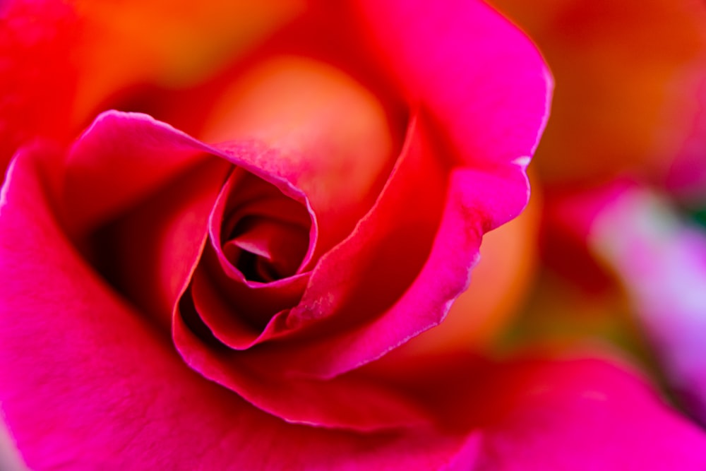 red rose in close up photography