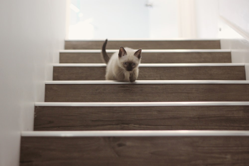 gatto bianco e marrone su scala di legno marrone