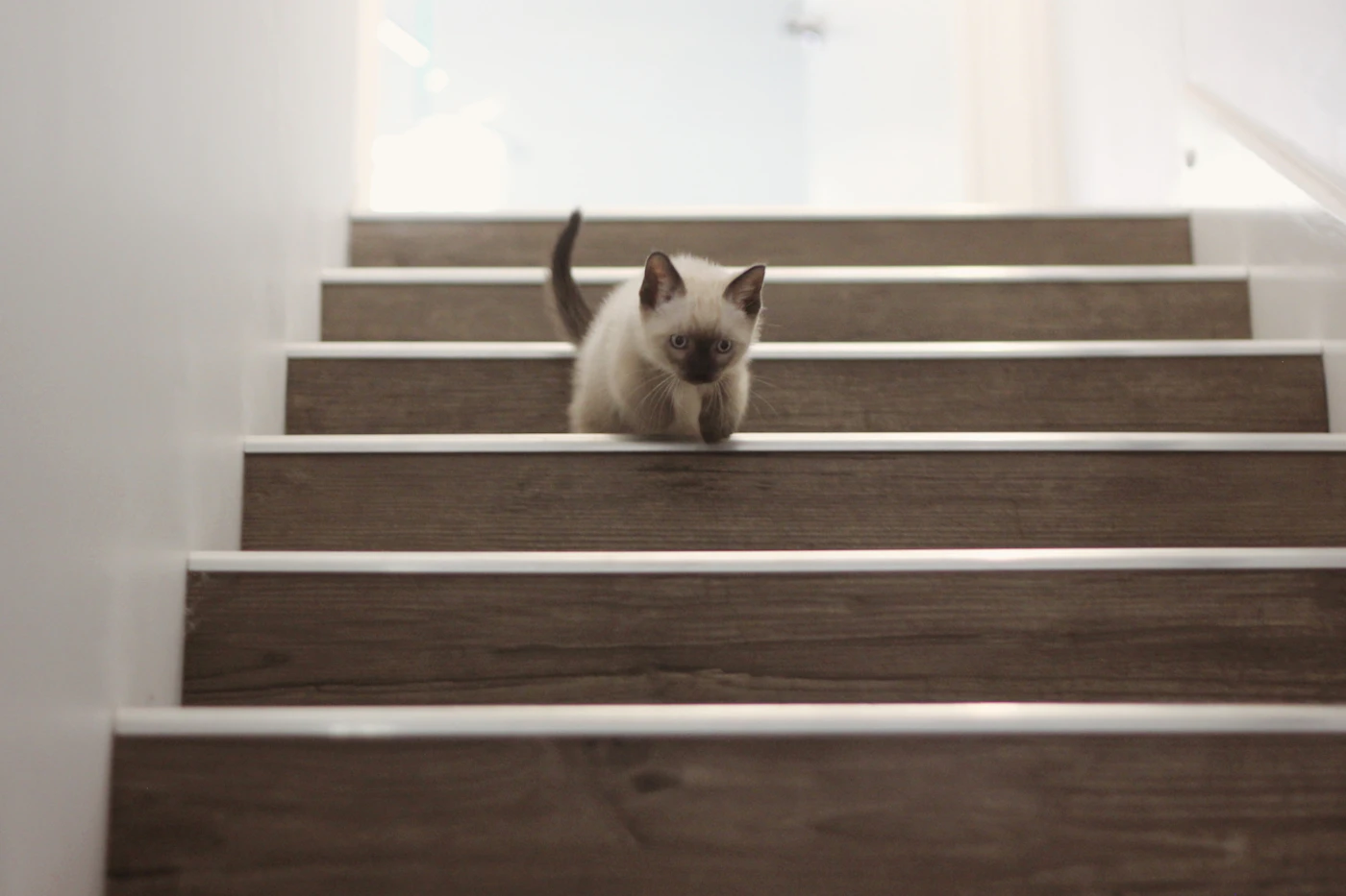 Gatito Ragdoll bajando unas escaleras