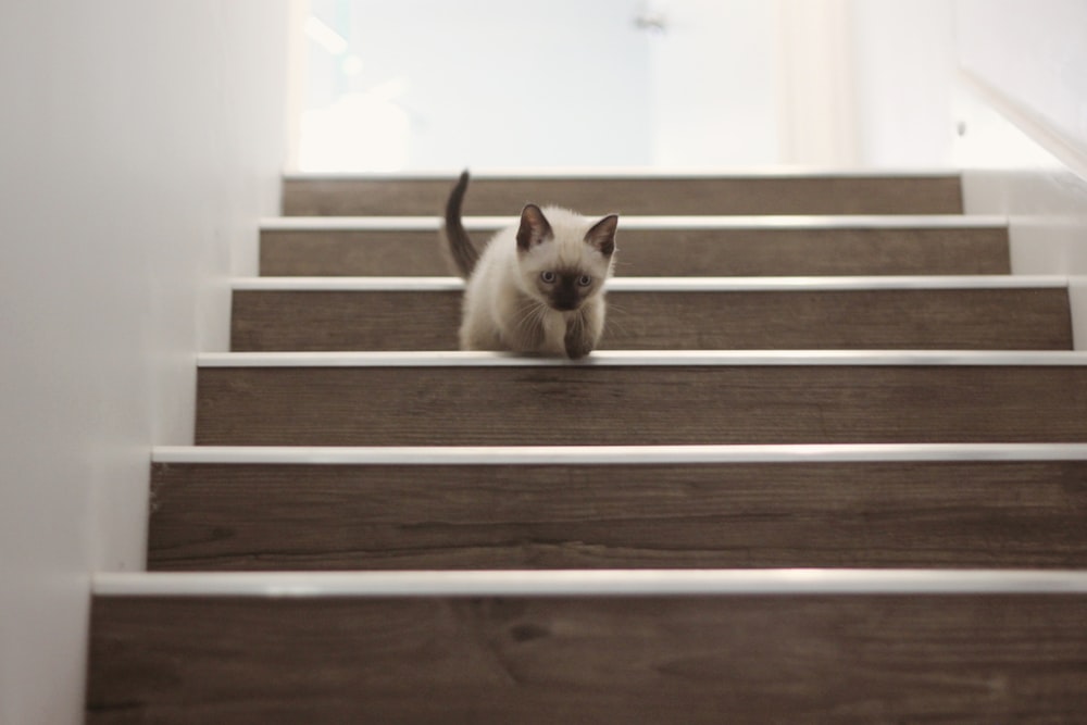 white and brown cat on brown wooden staircase