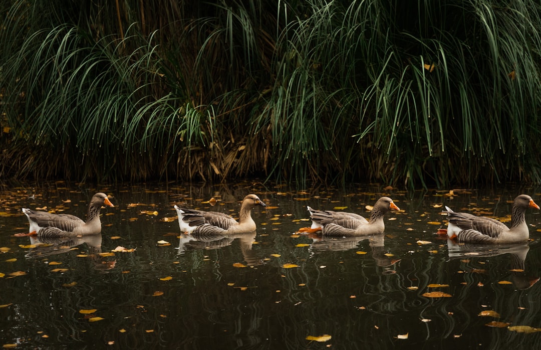 flock of geese on water