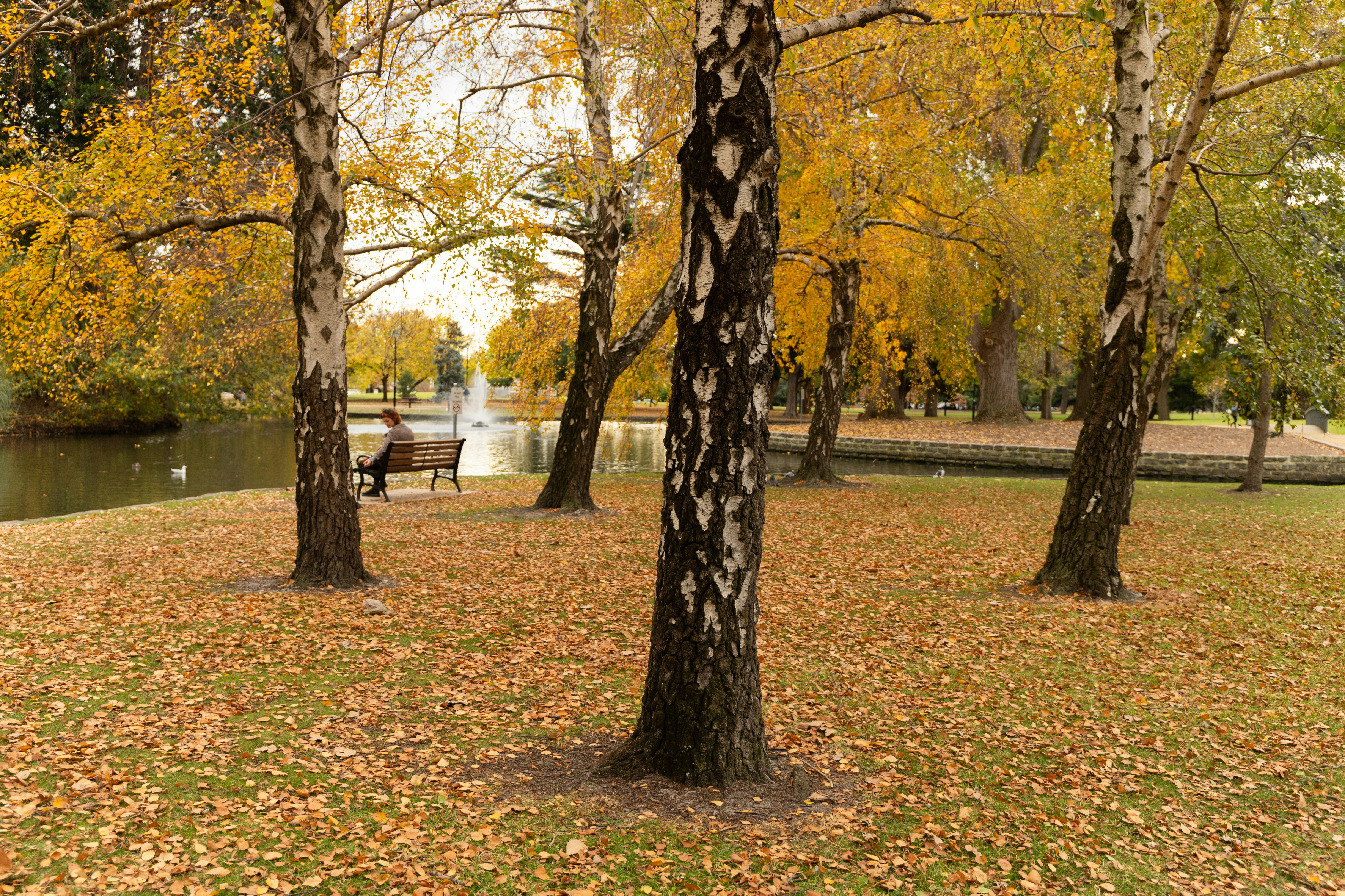 brown tree with yellow leaves on ground