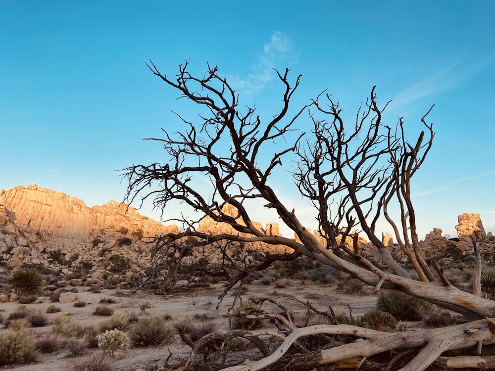 bare tree on brown field during daytime