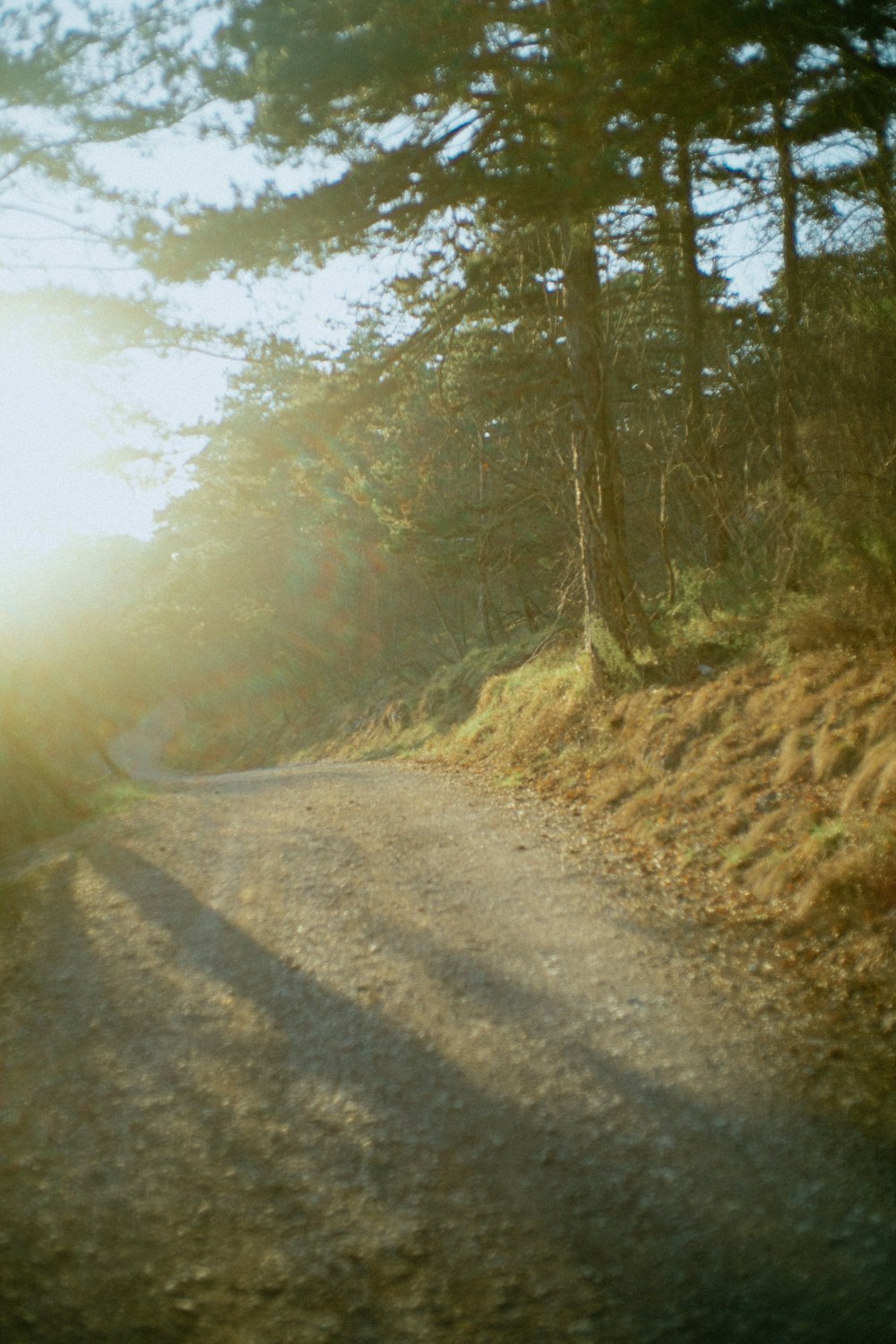 gray road between trees during daytime