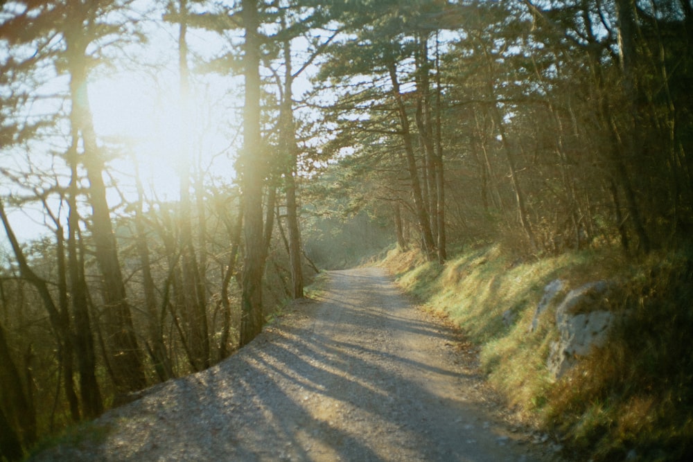 gray pathway between brown trees during daytime