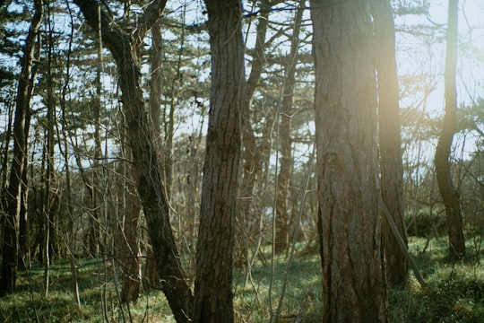 photo of Trstelj Natural landscape near Obzidje Piran