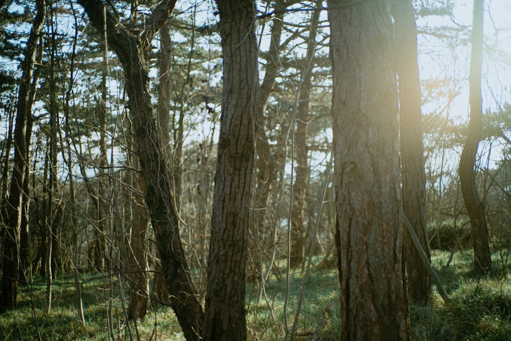 brown trees on green grass field during daytime