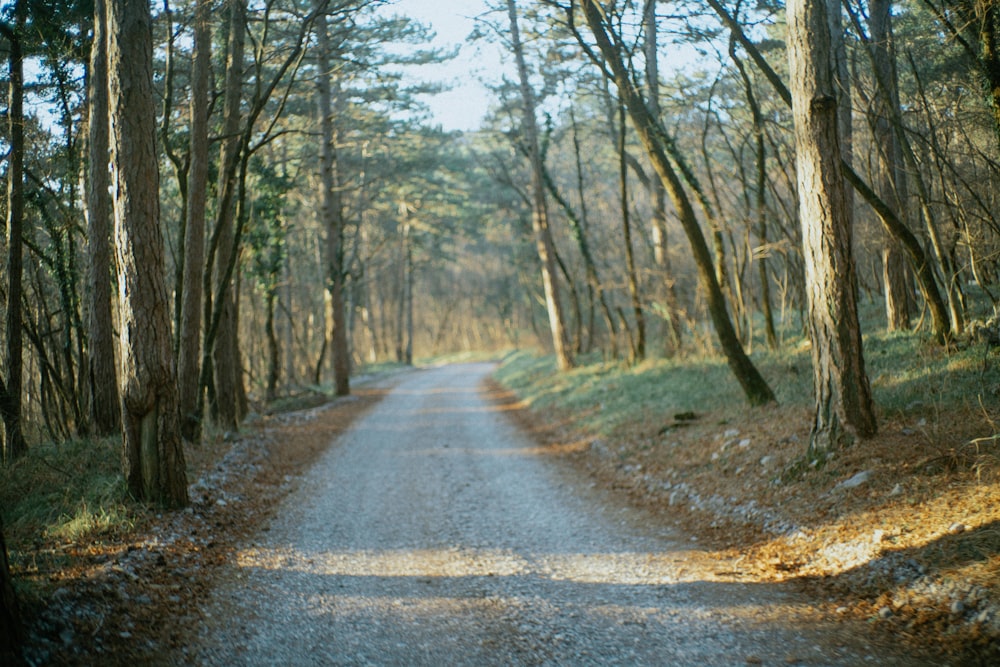 gray asphalt road between trees during daytime