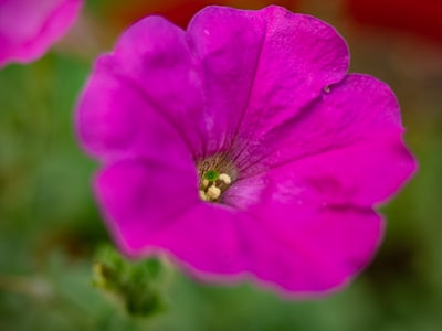 pink flower in tilt shift lens magenta zoom background